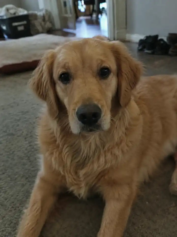 Een golden retriever thuis op de bank