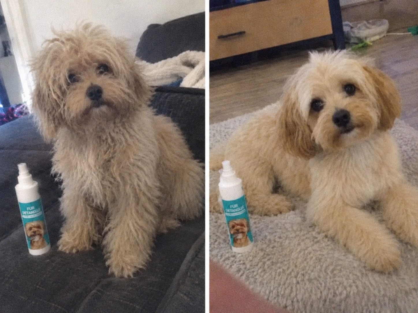 Klantfoto: hond met de Woofl Mist