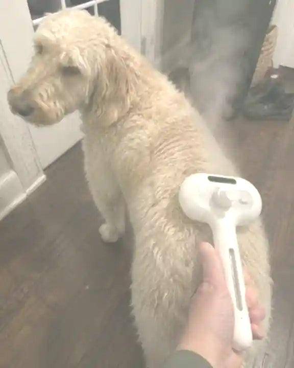 Een lichte hond die thuis met de Woofl Steam wordt verzorgd