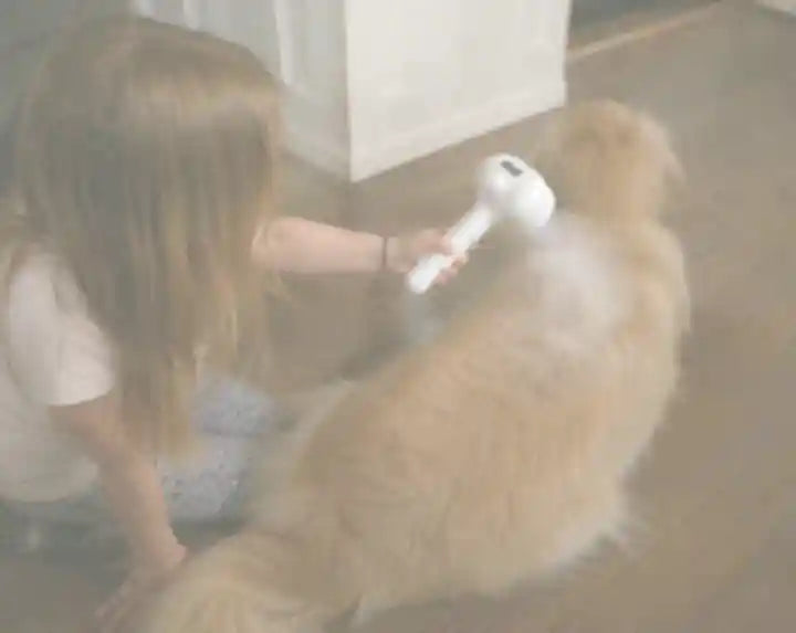 Een hond die thuis een lichte nevel krijgt tijdens het borstelen