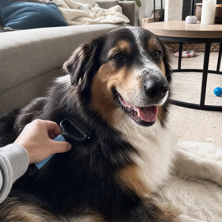 Hond wordt thuis geborsteld met de blauwe Woofl kam