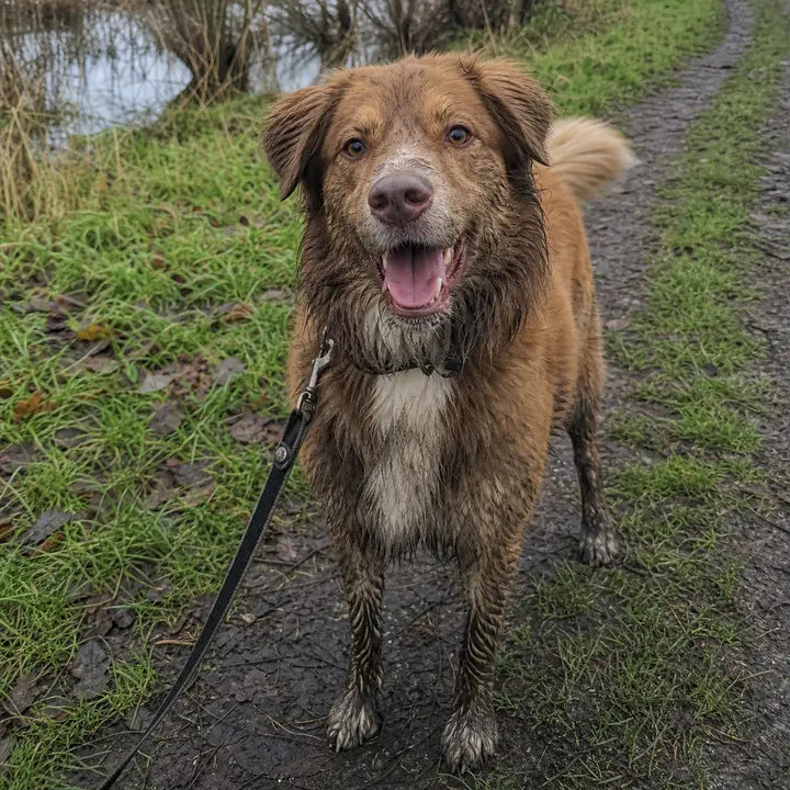 Bruine hond met modder na een wandeling