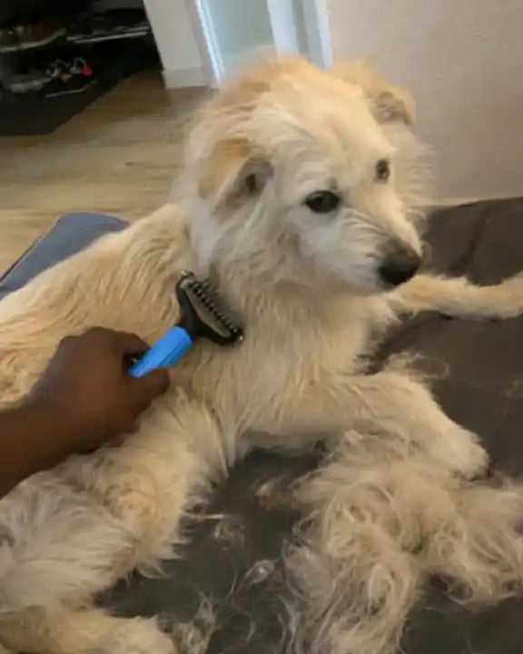 Een hond die thuis rustig met de blauwe Woofl Comb wordt gekamd