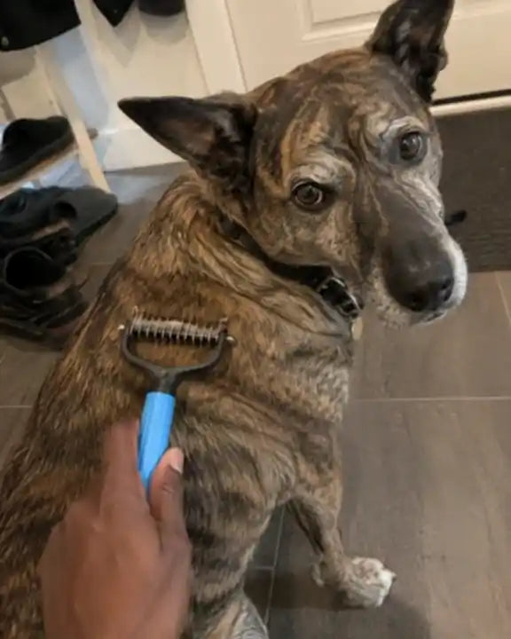 Een hond met de blauwe Woofl Comb op de vacht