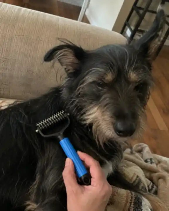 Een donkere hond die thuis met de blauwe Woofl Comb wordt verzorgd