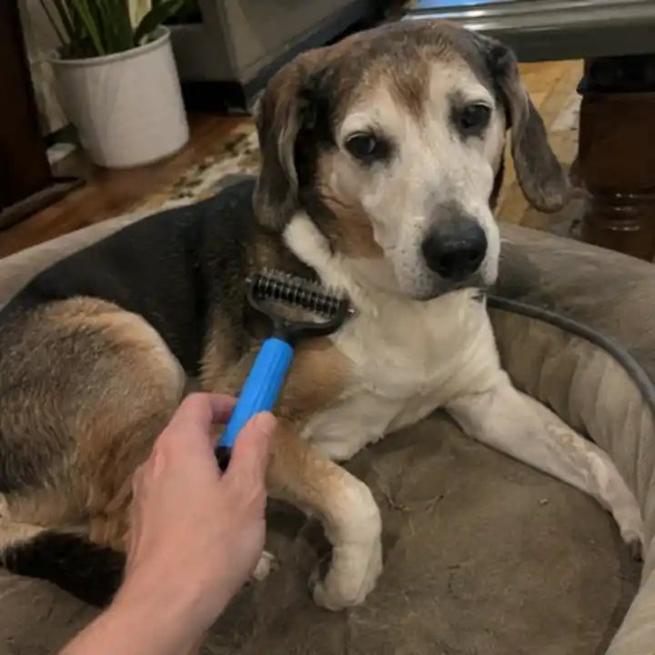 Een hond op een stoel die thuis met de blauwe Woofl Comb wordt gekamd