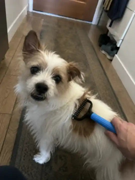 Een kleine hond die thuis met de blauwe Woofl Comb wordt gekamd