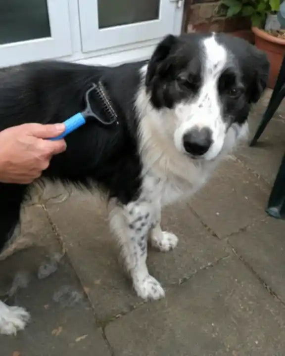 Een zwart-witte hond die buiten met de blauwe Woofl Comb wordt verzorgd