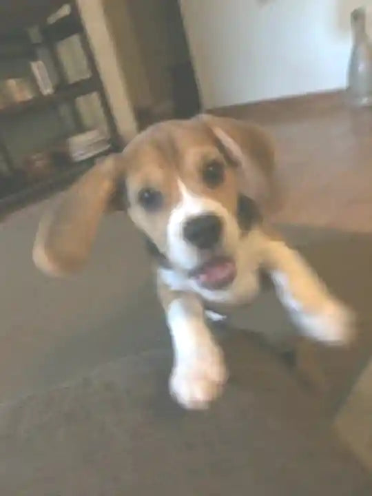 Een vrolijke beagle thuis in beweging