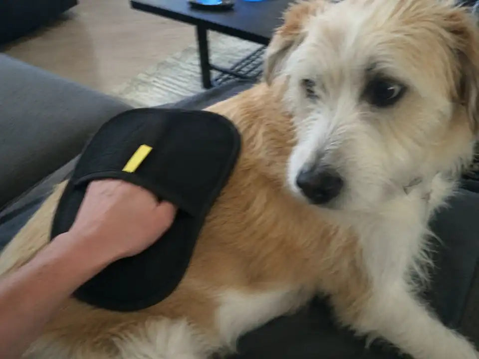 Een hond die rustig met de Woofl Glove wordt verzorgd