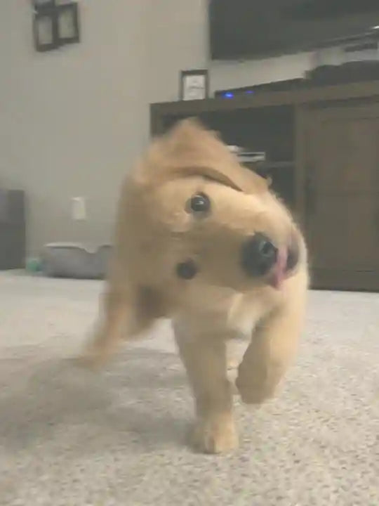 Een jonge golden retriever speels thuis in beweging