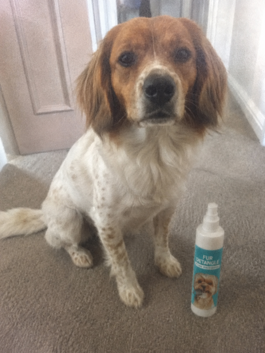 Klantfoto: hond naast de Woofl Mist