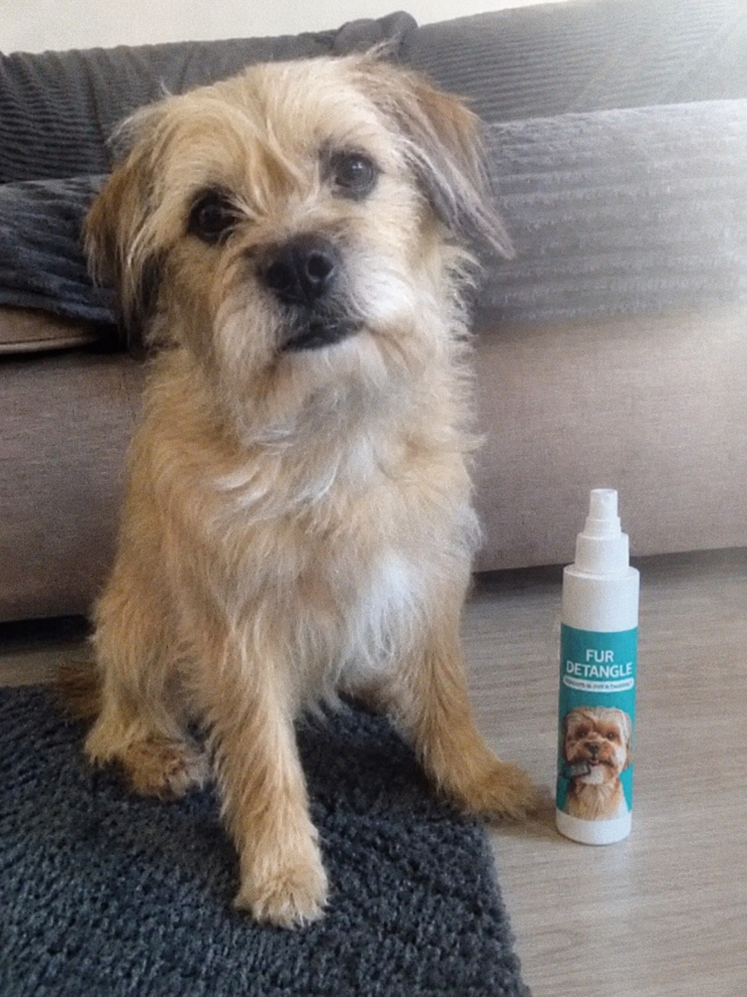 Klantfoto: hond met de Woofl Mist thuis