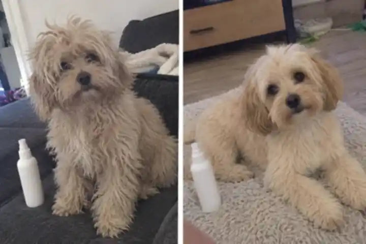Voor en na van een lichte hond naast de verzorgende spray