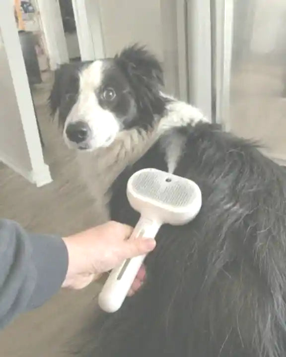 Een zwart-witte hond die met de Woofl Steam wordt verzorgd