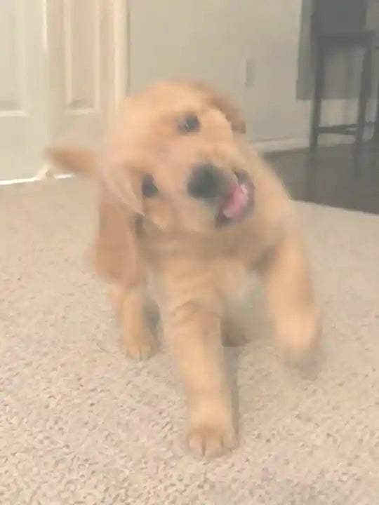 Een jonge golden retriever thuis op het kleed