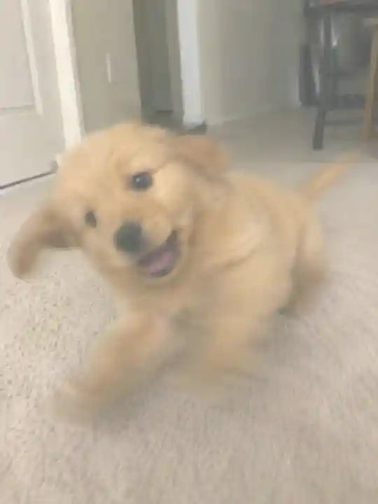 Een jonge golden retriever die speels naar de camera kijkt