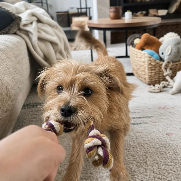 Kleine hond speelt thuis met een touwspeeltje