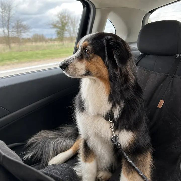 Hond zit op de achterbank tijdens een autorit