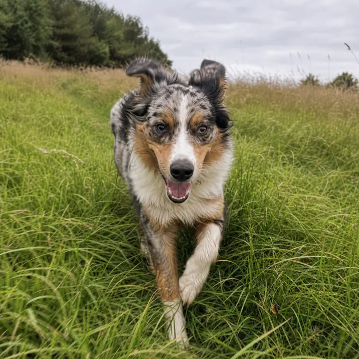Gevlekte hond rent door hoog gras