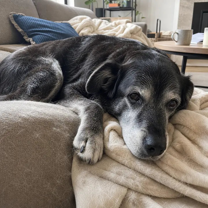 Oudere hond rust op de bank