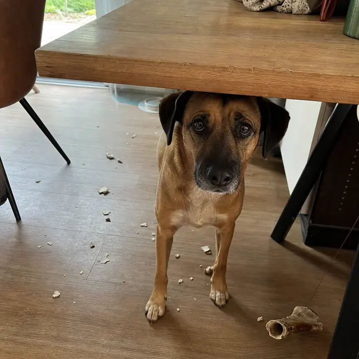 Hond staat onder de keukentafel tussen speeltjes