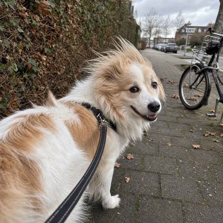 Kleine hond tijdens een winderige stoepwandeling