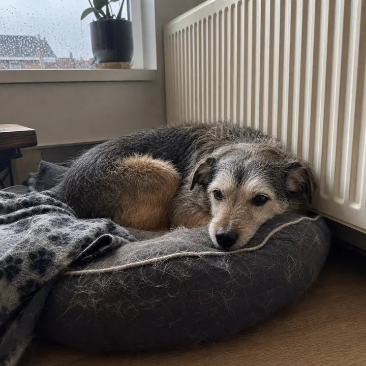 Hond rust in een mand naast de radiator