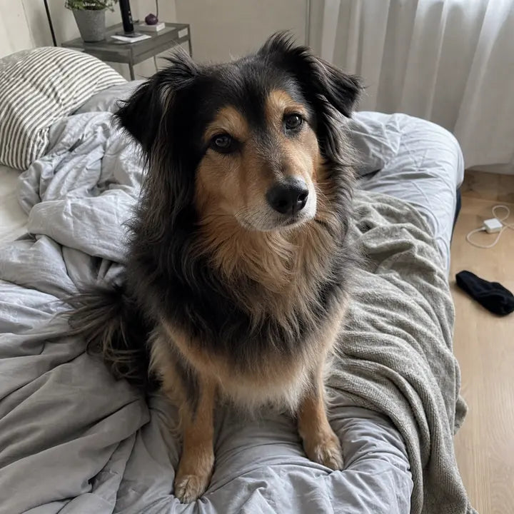 Hond zit op een rommelig bed in de ochtend
