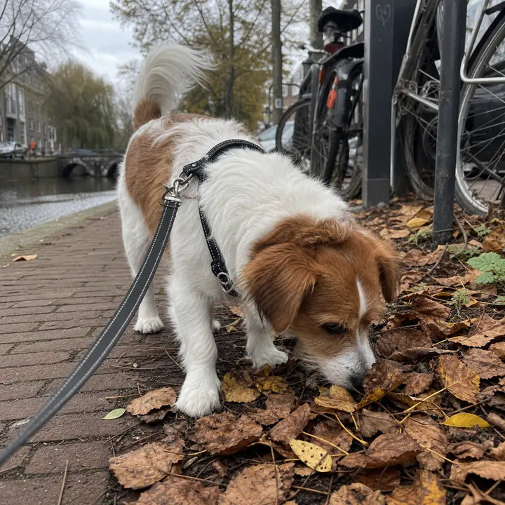 Hond snuffelt tussen bladeren naast de gracht